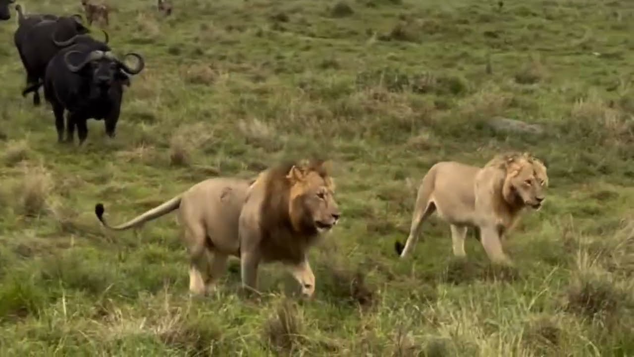 Buffalos Herd Chases Away The Lions | Lion vs Buffalos | Maasai Mara National Reserve
