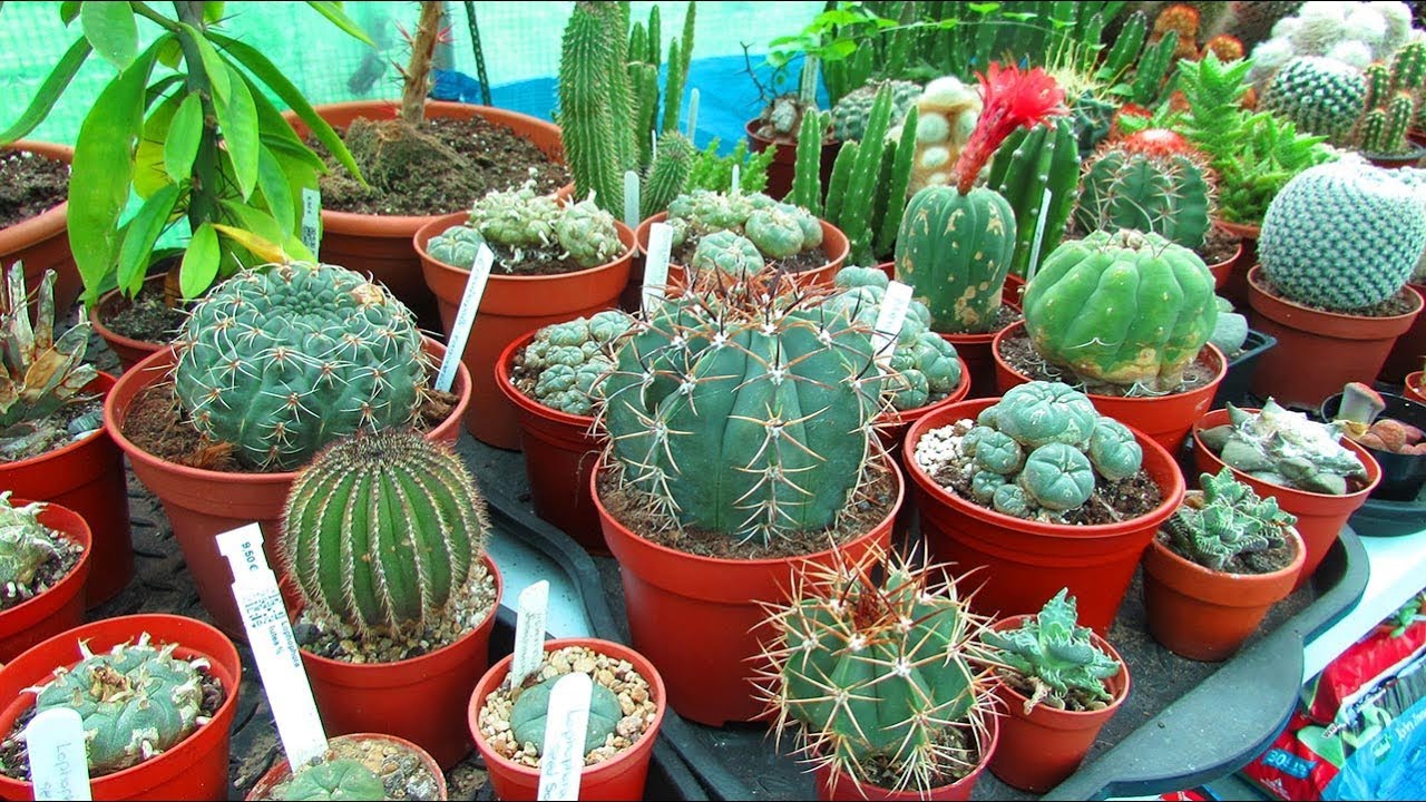 Tips for Overwintering your Cacti & Succulents & sharing my plans for overwintering ours - VLOG