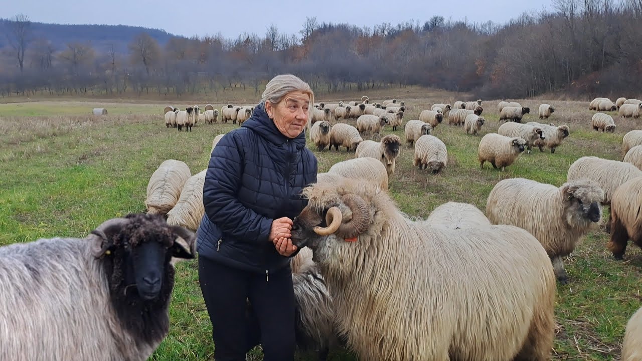 Ciobănița Rodica de la poalele Meseșului 📍  3 Lupi i-au ieșit în cale 📍Ciobănie impresionantă 