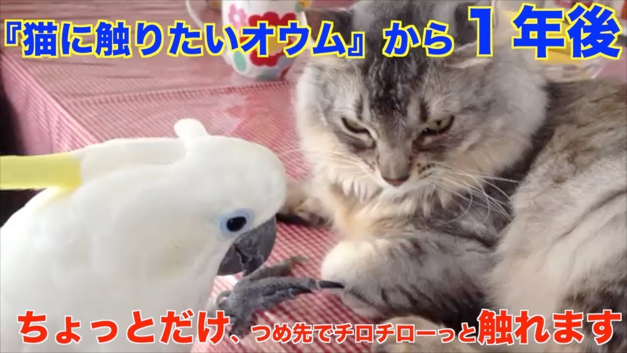 『猫に触りたいオウム』から１年（猫にちょっと触れているオウム）
