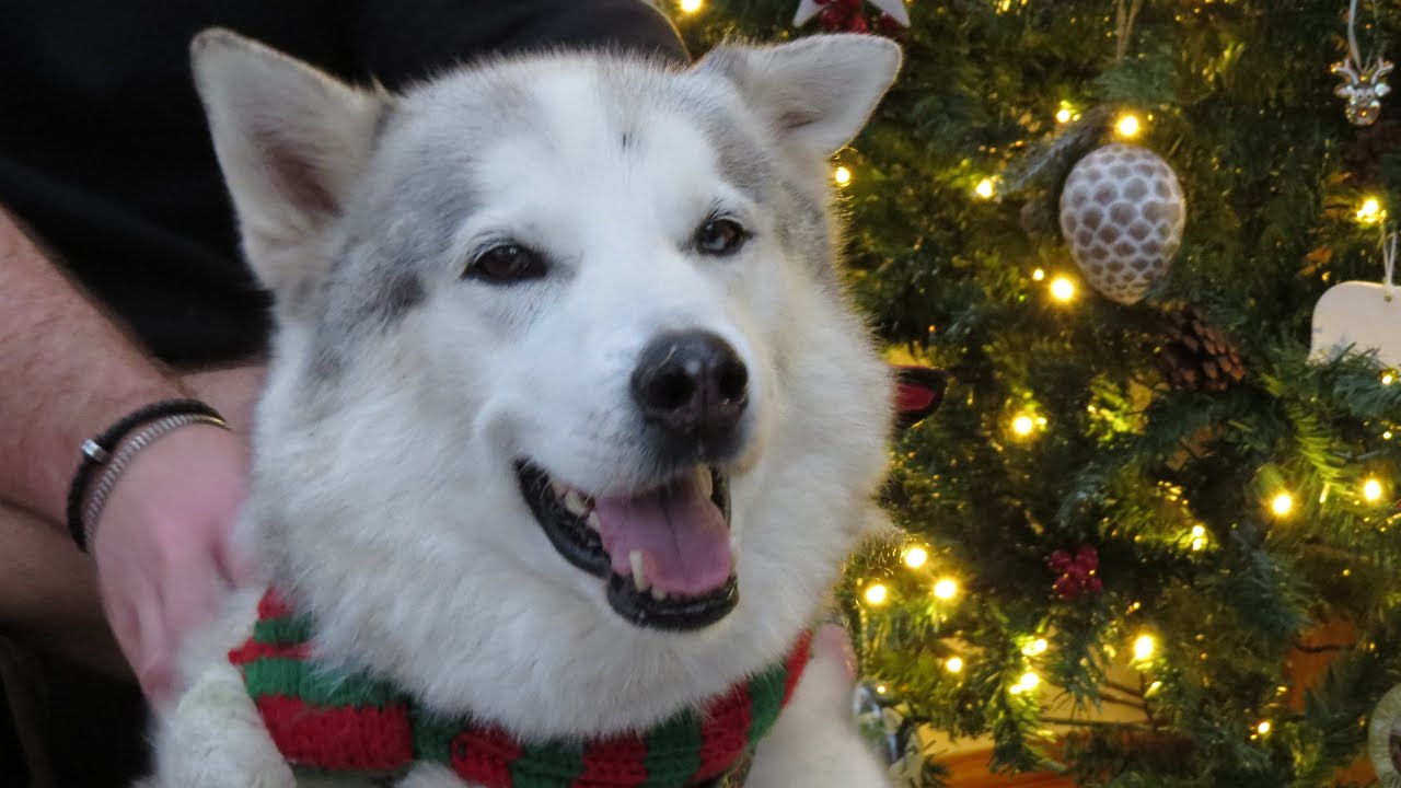 BOXING DAY at JAMIE's ~ Family Christmas ~ Turkey Dinner ~ Happy Husky ~ gifts ~