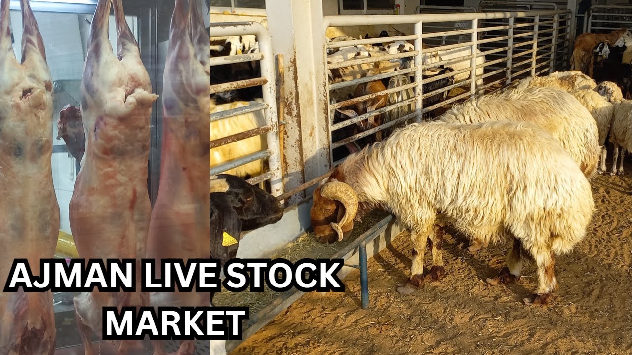 AJMAN LIVE STOCK MARKET 2023
