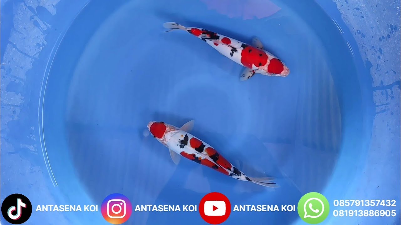 KOHAKU SANKE DOITSU MERAH STRONG READY SUPER MULUS 🔥