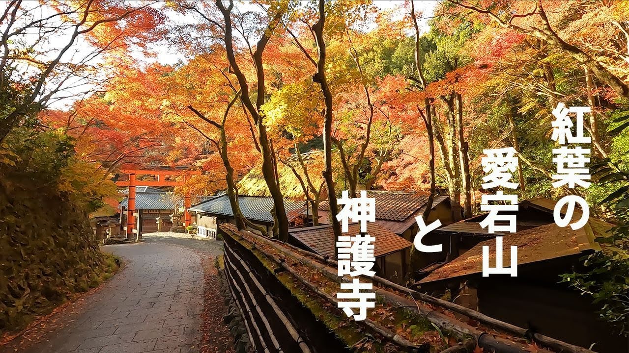 紅葉の愛宕山と神護寺　～嵐山より、京都紅葉巡り～　【４K】 【登山】