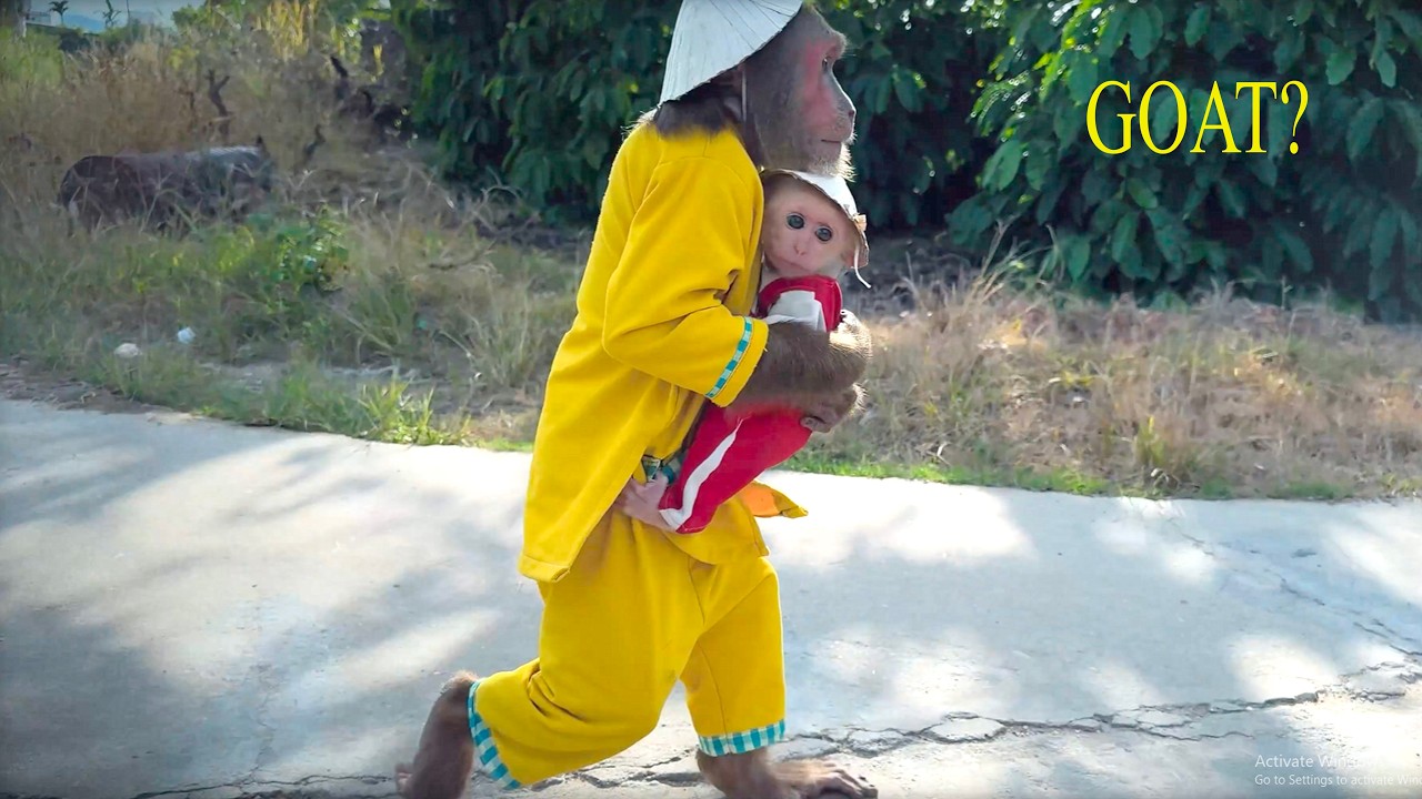 CUTIS Rushes Off with BUEM to Search for the Missing Goat