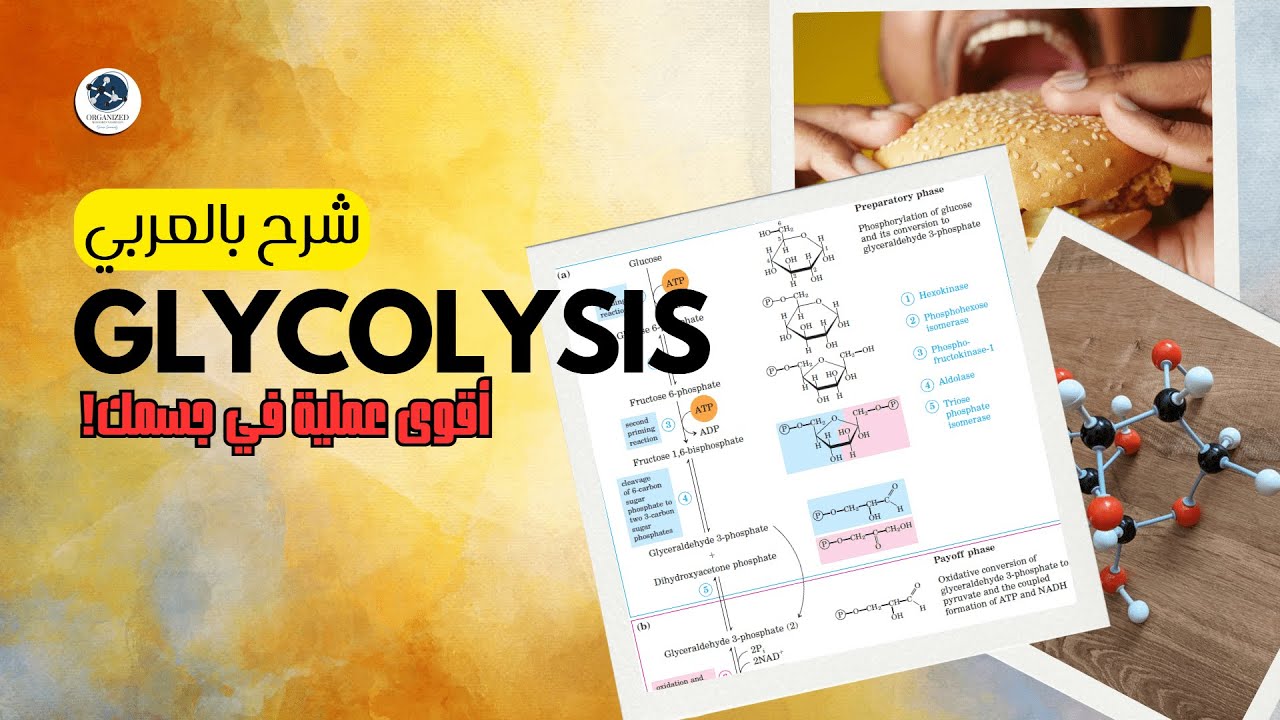 أقوى شرح لعملية تكسير الجلوكوز | Glycolysis بالعربي - بكل تفاصيلها ببساطة! 🔥