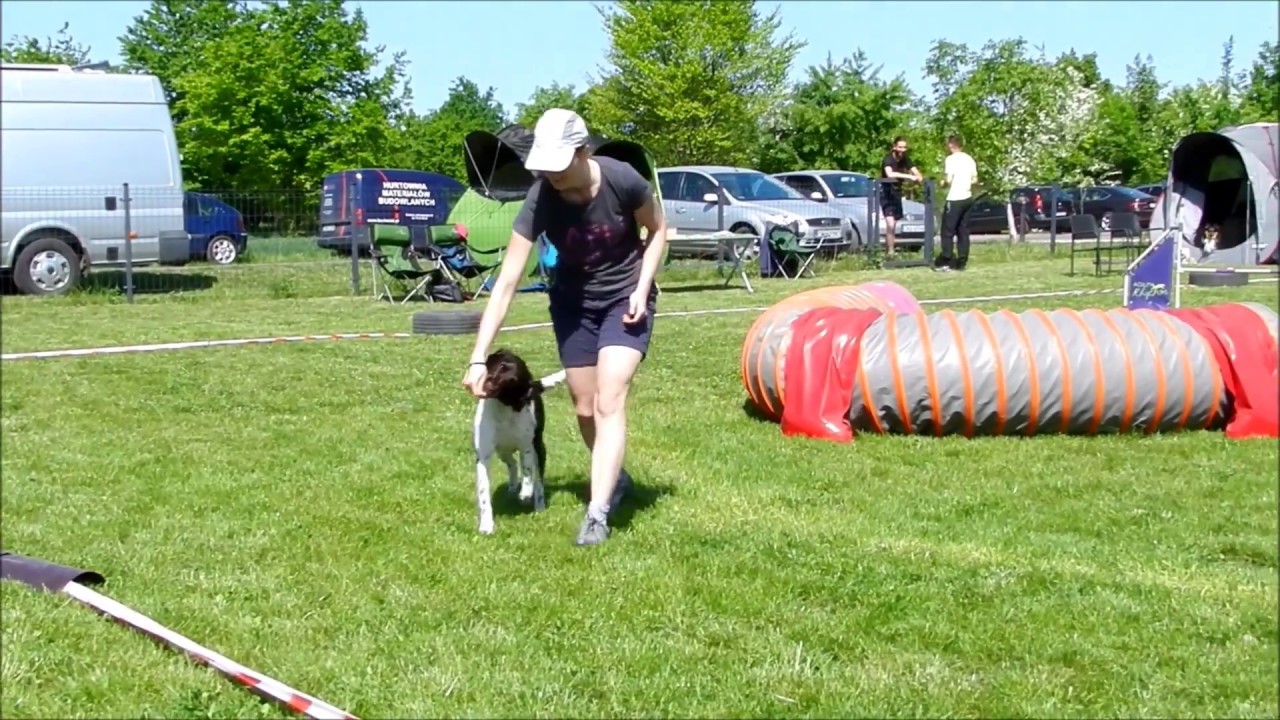 Charytatywne zawody agility we Wrocławiu - Zayra mały munsterlander
