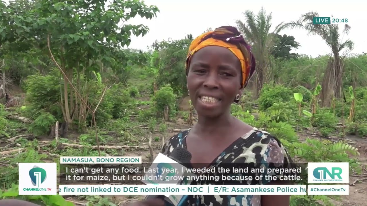 Farming in Bono Region: Nomadic Activities Drive Namasua Farmers Out of Business