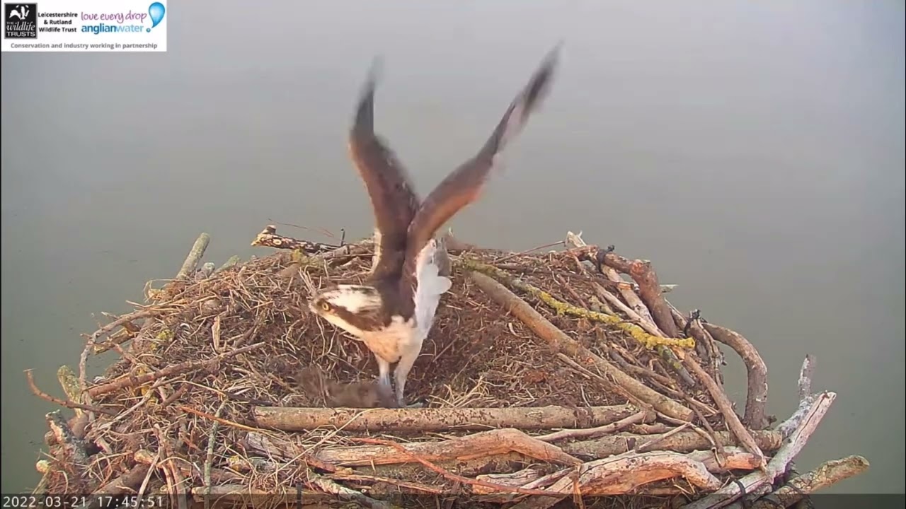 Male 33(11) arrives back at the Manton Bay nest