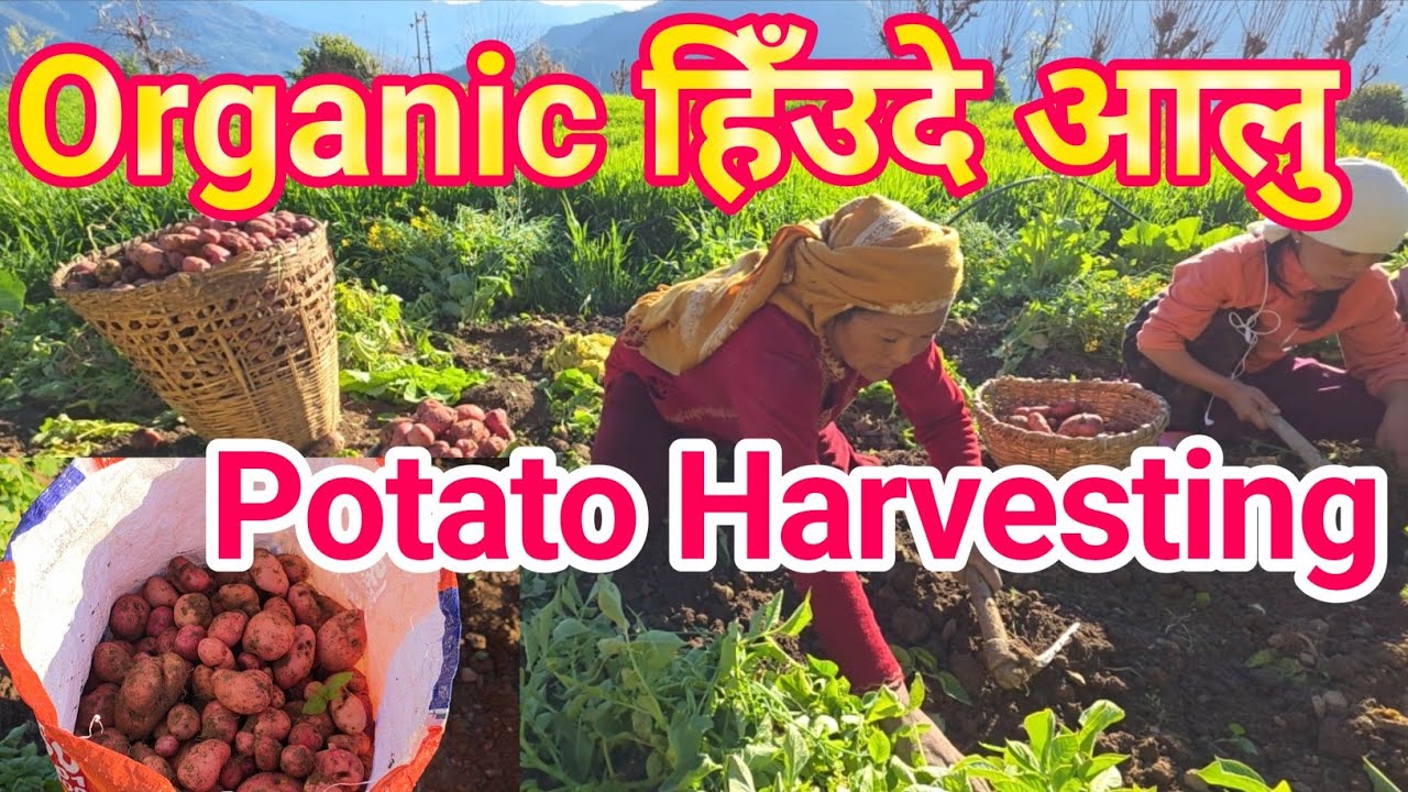 Organic Potato Harvesting in Nepal.नेपालमा हिँउदे आलु खन्दै||Nepali Rover|||