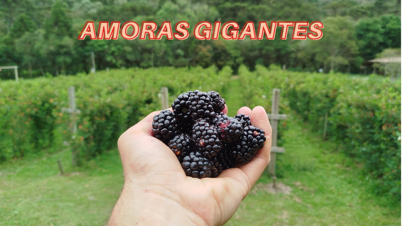 A Fruta que Vai fazer você voltar a ser criança! - Amoras Orgânicas