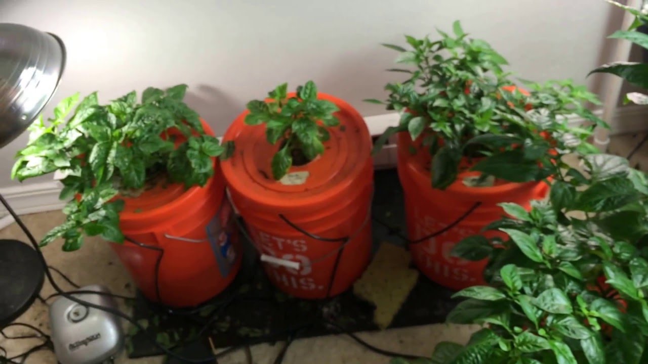 Indoor Grow Room