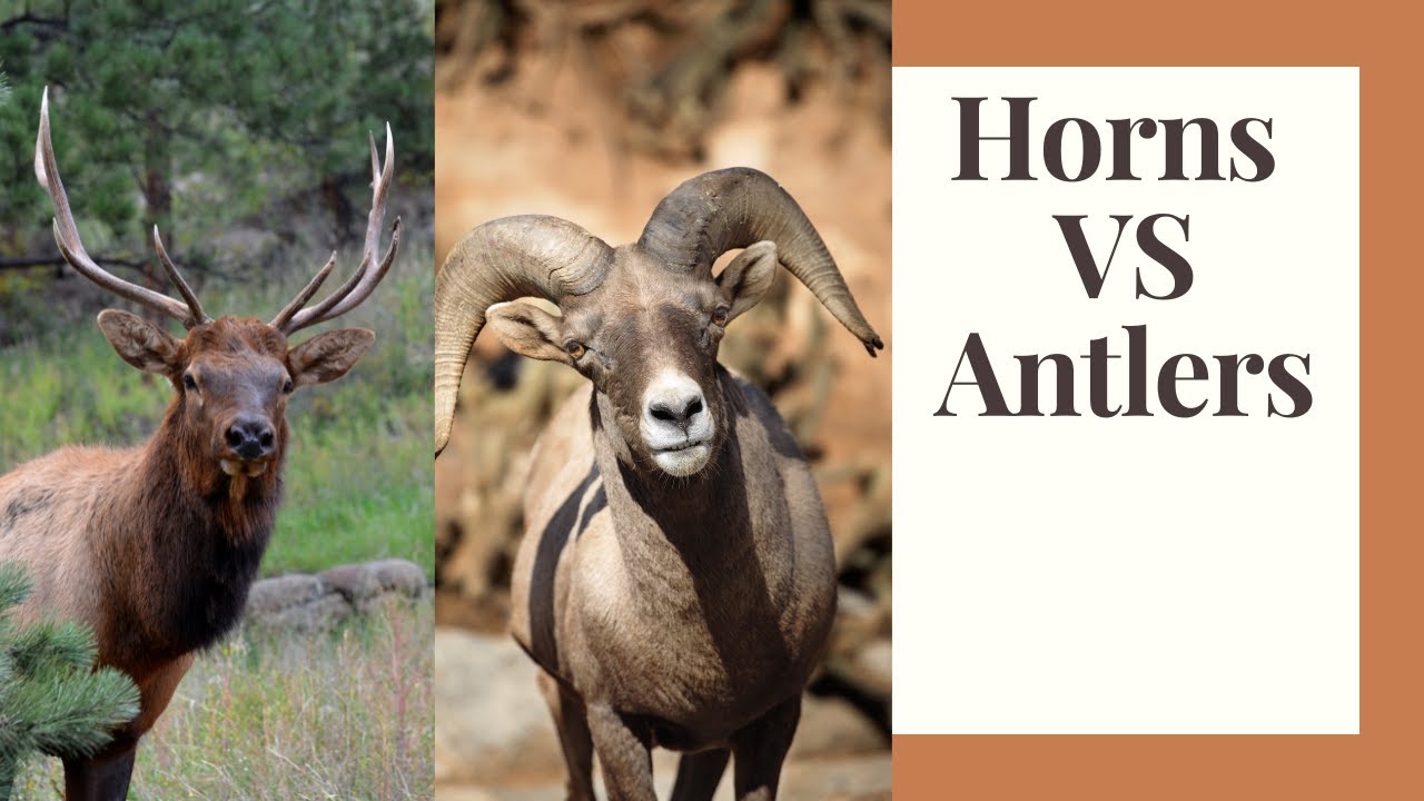 Horns vs Antlers: The Ultimate Showdown!