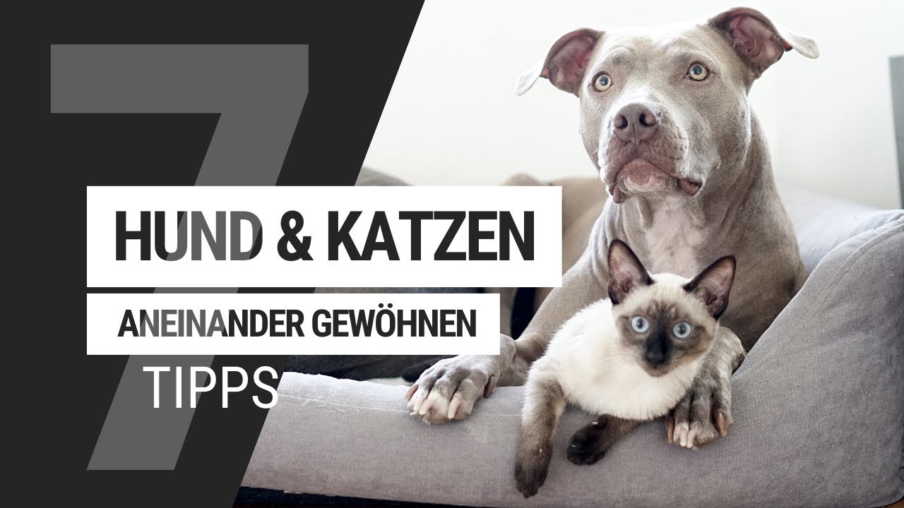 Hund & Katze an einander gewöhnen | 7 Tipps  für die Zusammenführung