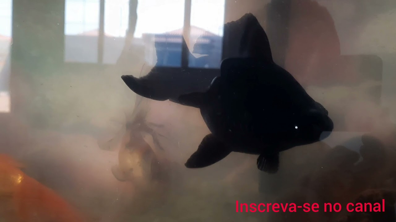 tratamento super eficaz bexiga natatoria kinguio