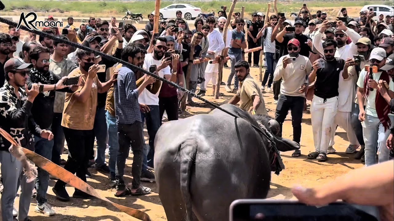 Full Show Coverage 🔥 First Truck Unloading Bakra Eid 2026 ❤️ | AR Maani