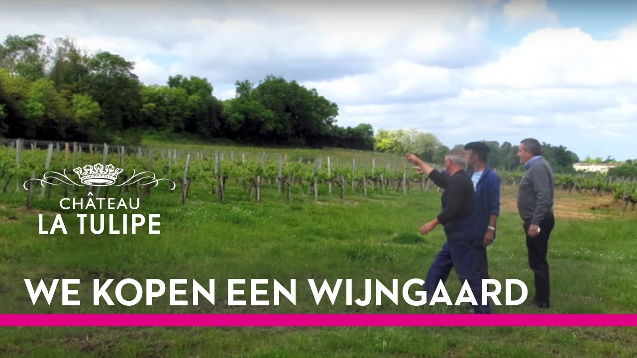 We kopen een wijngaard