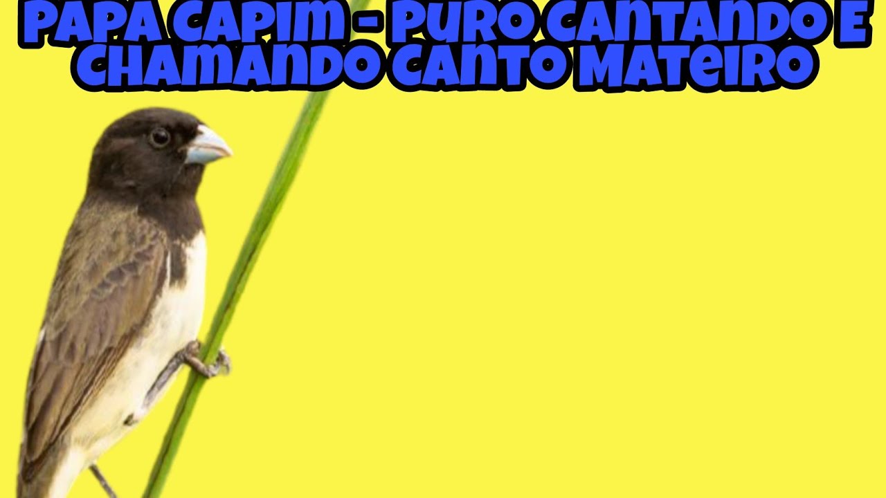 Papa Capim - Puro Cantando E Chamando Canto Mateiro