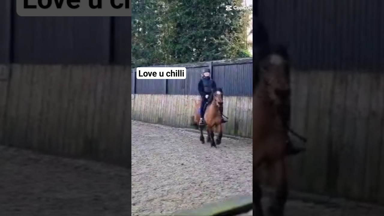 love u chilli best horse ever xx #love horse riding #viral✌️