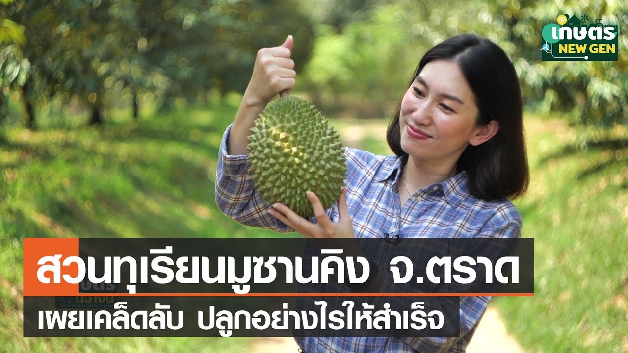 เปิดสวนทุเรียนพันธุ์มูซานคิง จ.ตราด เผยเคล็ดลับปลูกอย่างไรให้สำเร็จ | เกษตรนิวเจน