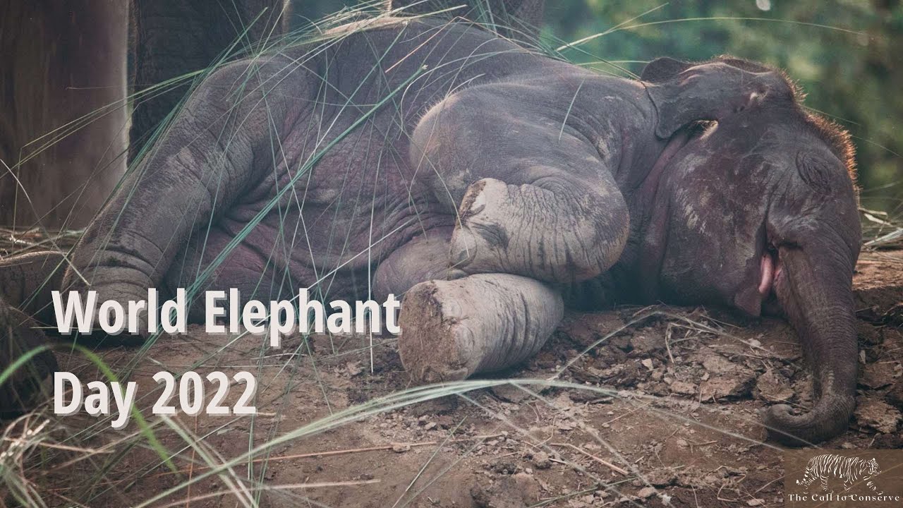 World Elephant Day 2022