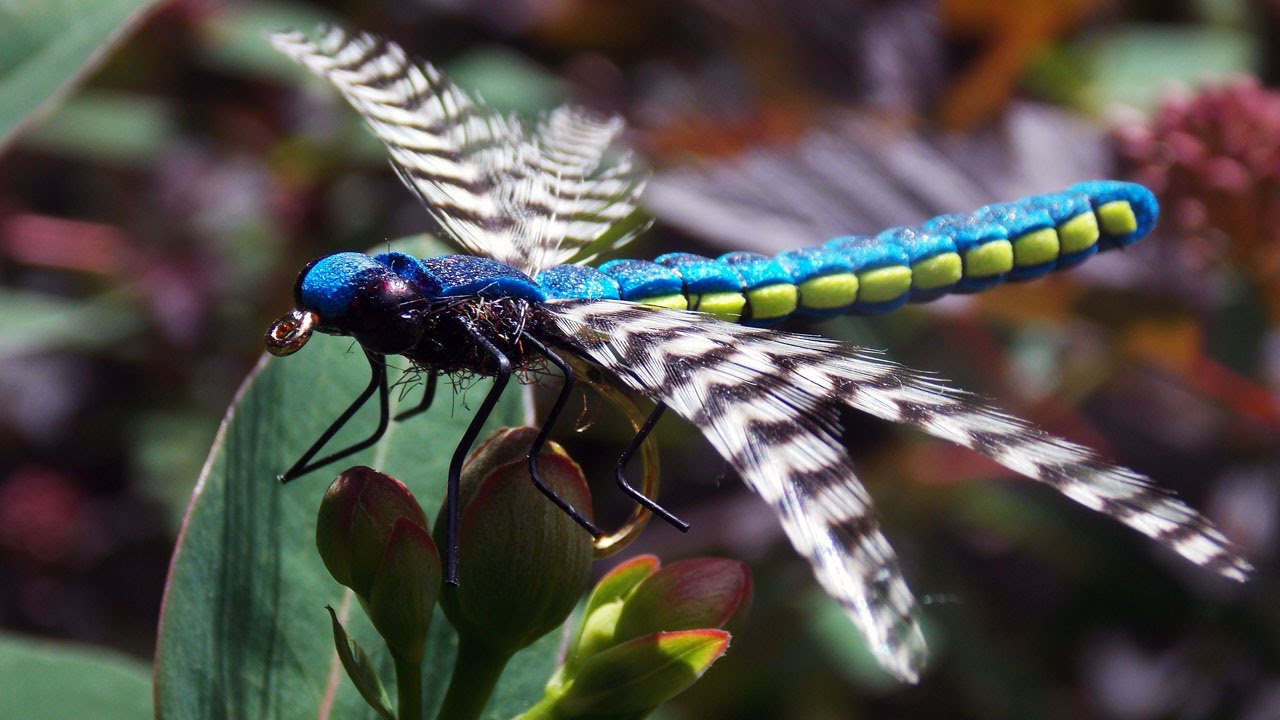 Realistic Adult Dragonfly  fly tying class by Ruben Martin