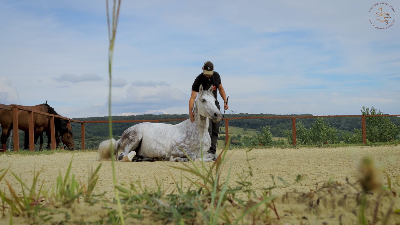 Minden napra lovaskult&uacute;ra - Kaszkadőrlovak k&eacute;pz&eacute;se (75. r&eacute;sz)