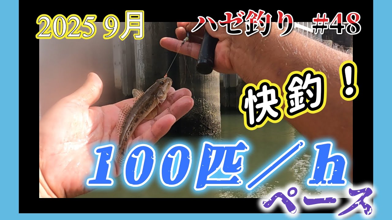 2025年【ハゼ釣り＃48】9月28日‗時速100匹！？小潮の干潮狙って1時間勝負してみた‗釣果情報