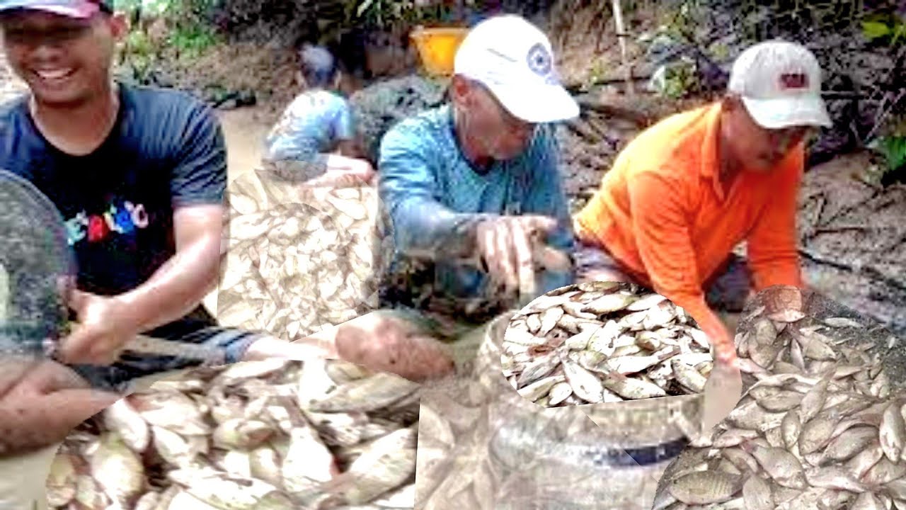 MENGURAS iKAN DERBANG DI SUNGAI SAMPAI KEHUJANAN