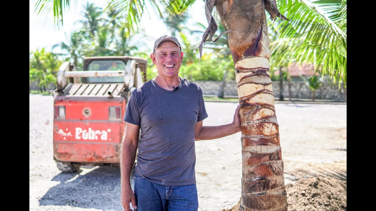 How to transplant a coconut palm!