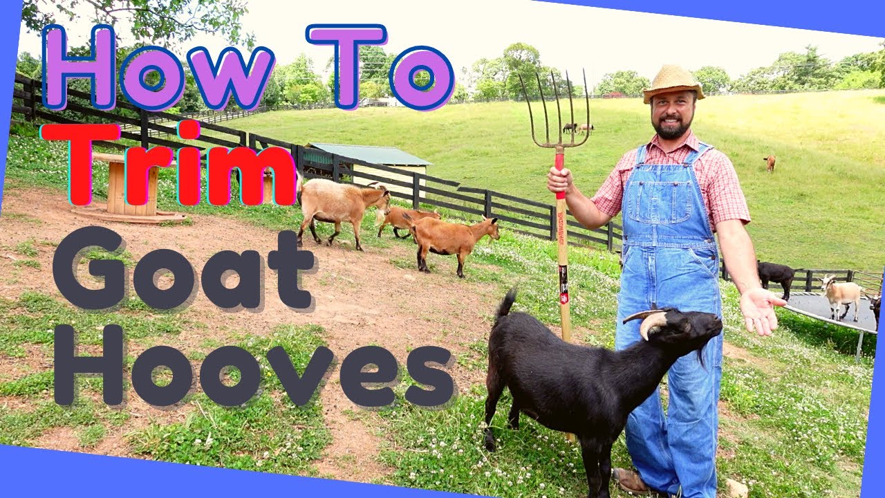 Goat Care Routine: Essential Guide To Hoof Trimming & Farm Tips | HappyGoatAdventures.org