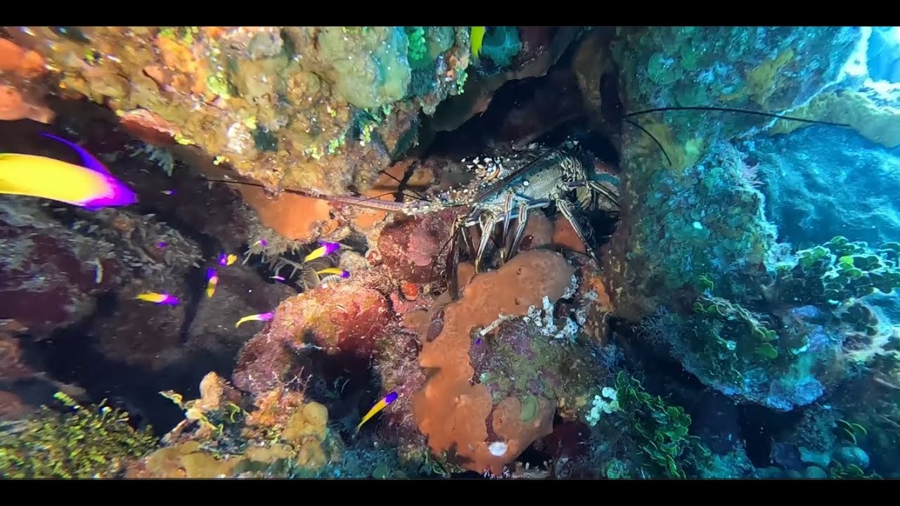 Cayman Brac - Turtle Alley - Another Coral head with LION FISH AND LOBSTERS!