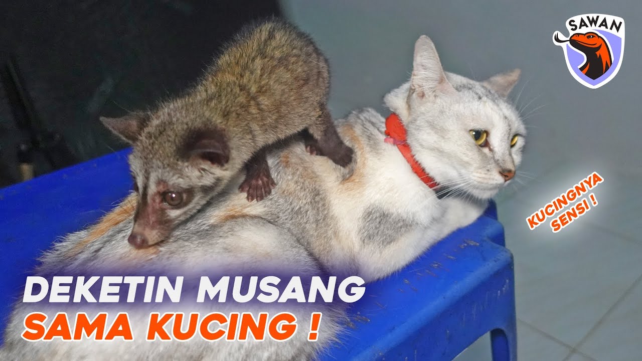 TIPS DEKETIN MUSANG DENGAN HEWAN LAIN ! #SAWAN