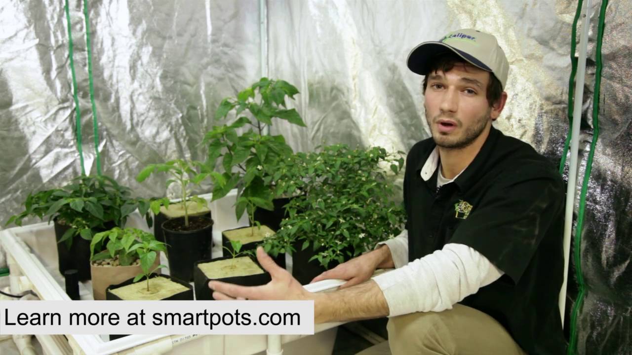 Growing with Hydroponics in Smart Pots