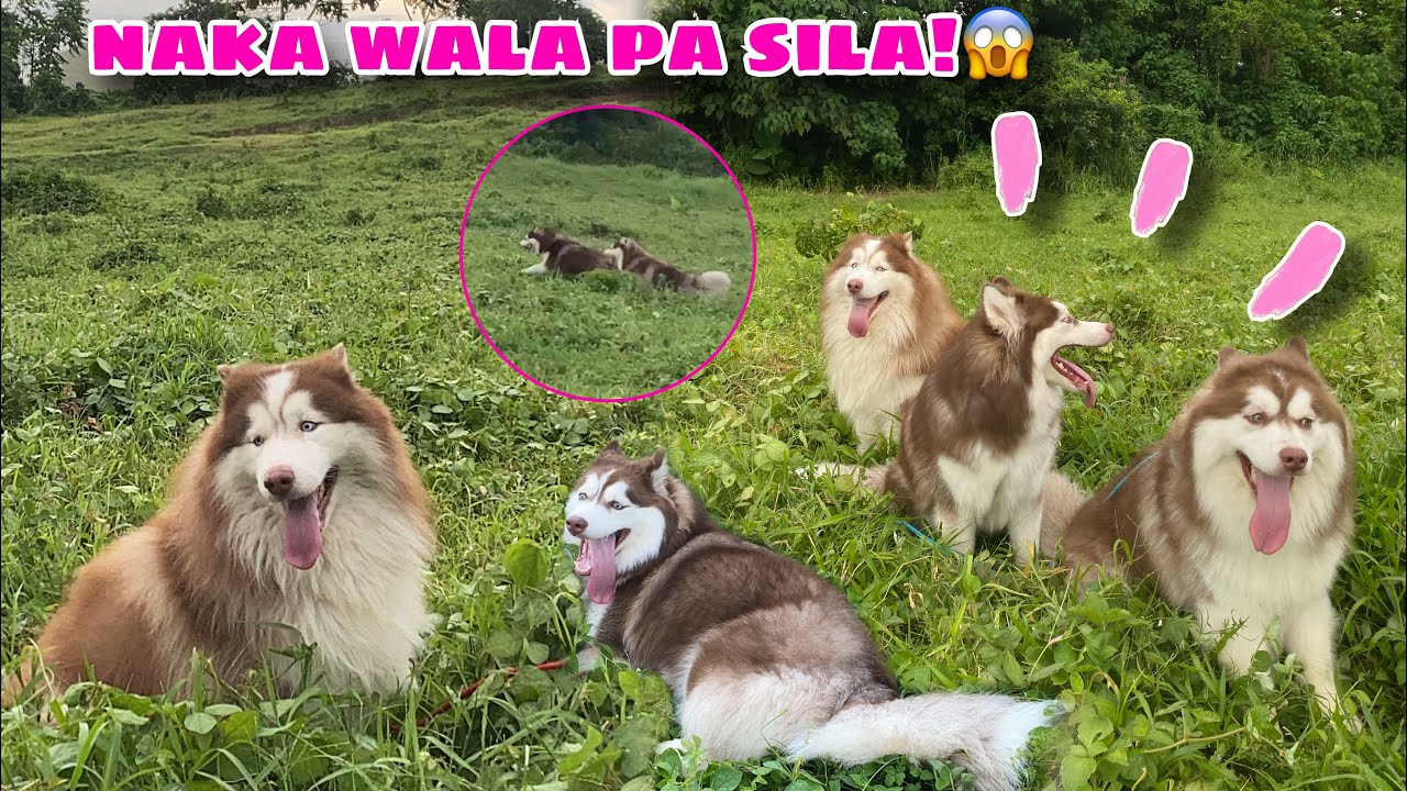 NAKAWALA SILA SA GUBATAN! | Husky Pack TV