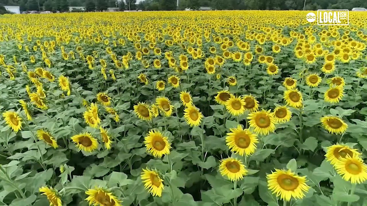Visit this sunflower field! | My Go-To