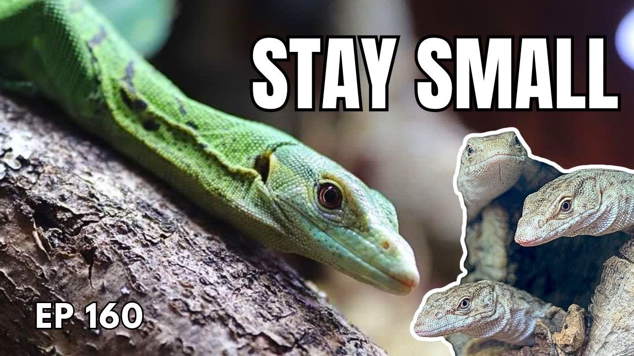 Best Monitor Lizard for Beginners