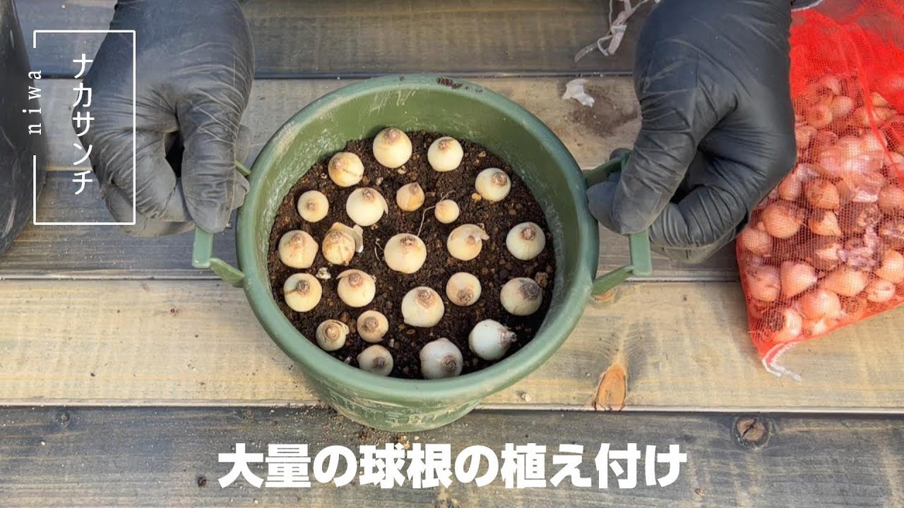 [お花紹介] 購入した球根の植え付け チューリップ ムスカリ シラー