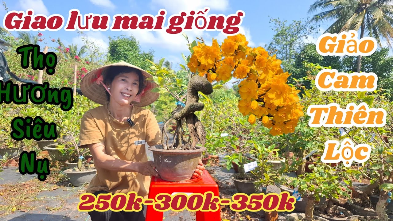 17/03/2026💥 Mai vàng mai giống mới nhất hiện nay, giảo cam thiên lộc, giảo ông thầy, giảo như ý 