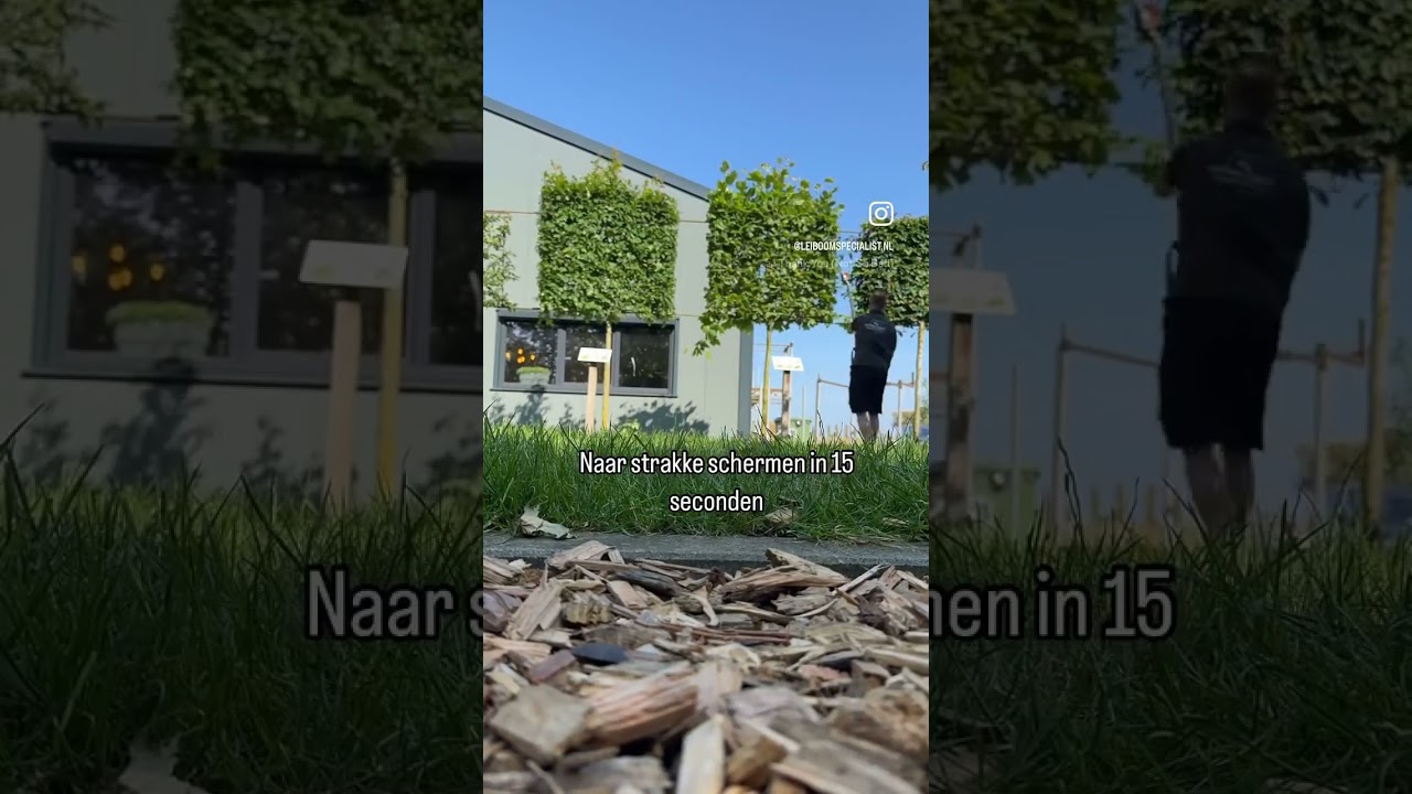 Leiboom snoeien in 15 seconden