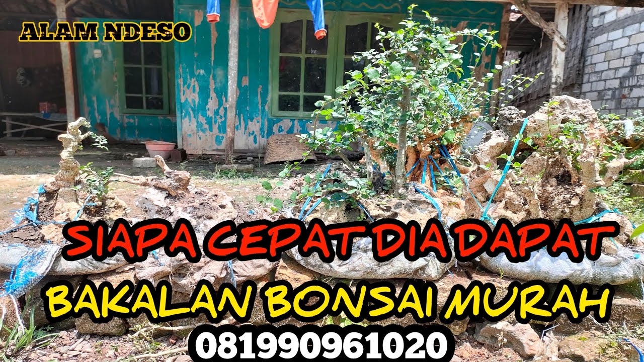 Review harga Bakalan Bonsai murah||Bahan bonsai di atas batu