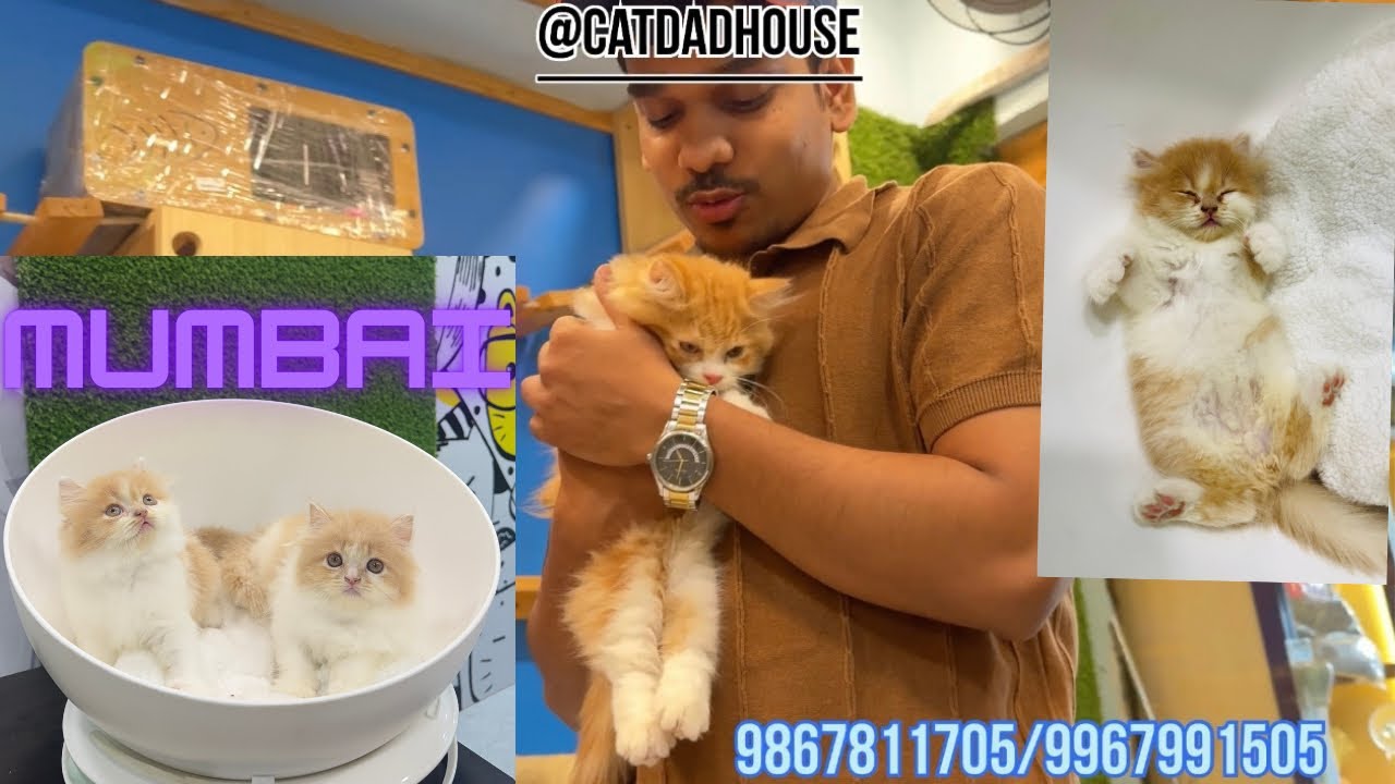 Cute & Rare Persian Kittens Playing | Healthy Exotic Pets Collection | Must Watch 