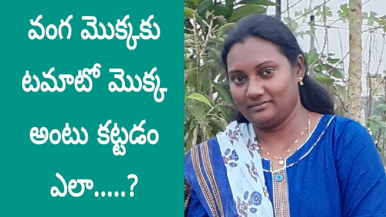 సుళువుగా వంగ మొక్కకు టమాటో మొక్క అంటు కట్టే విధానం.Easy @V Grafting Brinjal plant with Tomato plant