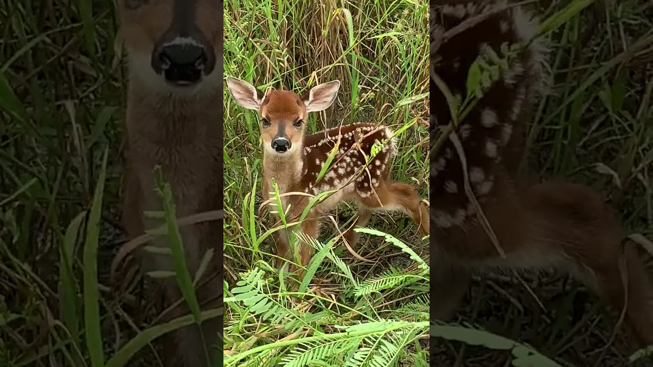 Cervatillo de Venado coliblanco 🦌 (Odocoileus virginianus goudotii)