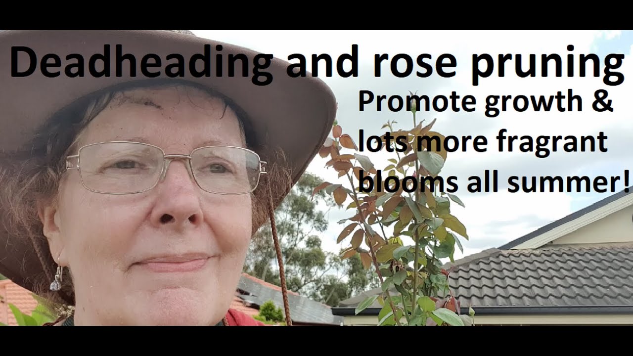 How to prune and deadhead Roses #135
