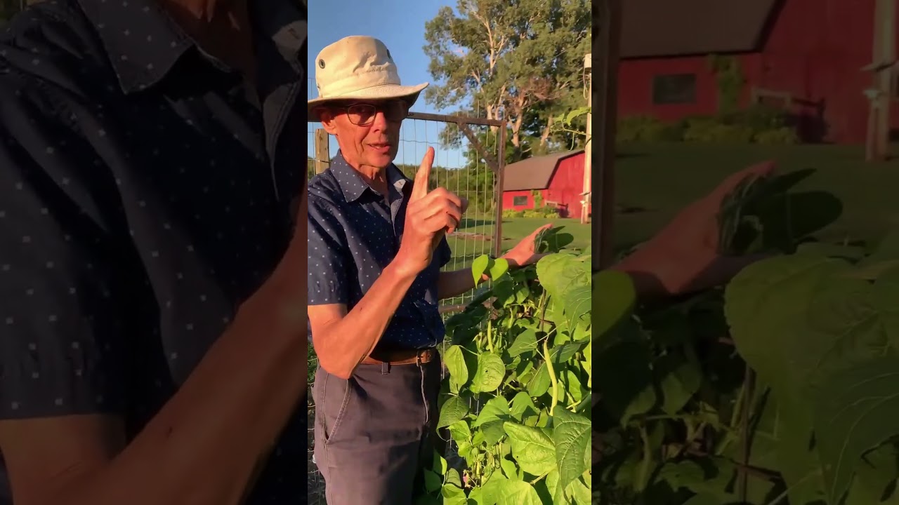 Grow Green Beans the Easy Way (HUGE Yields, No Back Pain!)