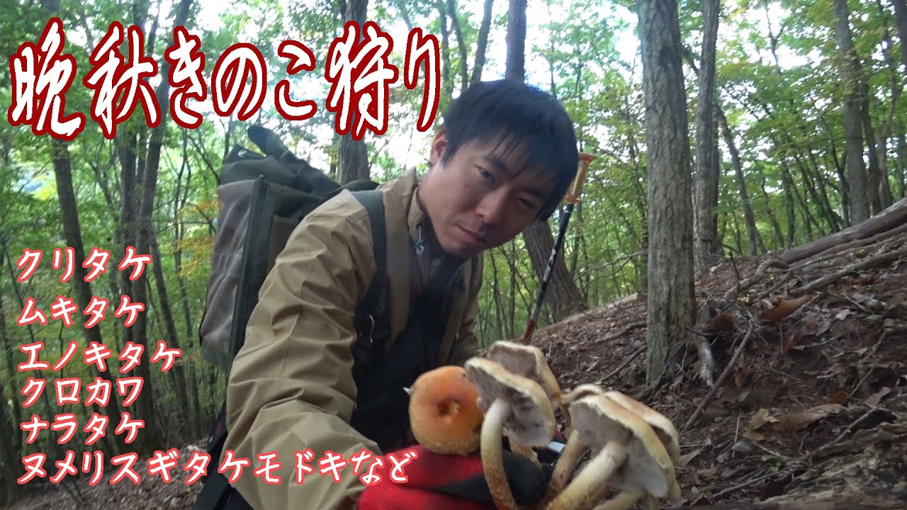 【きのこ狩り】晩秋きのこ狩り