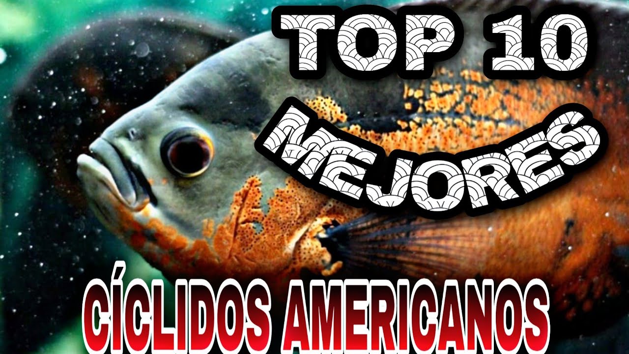 Top 10 cíclidos americanos