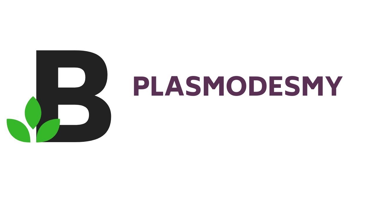 PLAZMODESMY - połączenia międzykom&oacute;rkowe - KOREPETYCJE z BIOLOGII - 24
