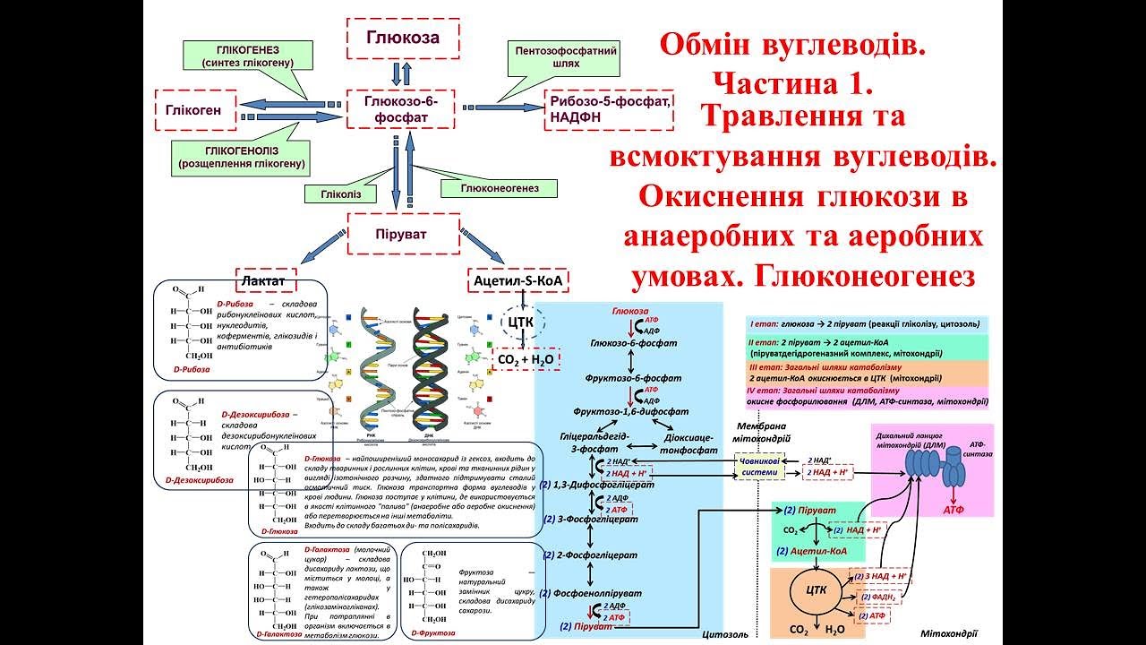 Крок 1 Біохімія. Обмін вуглеводів: травлення, анаеробне та аеробне окиснення, глюконеогенез